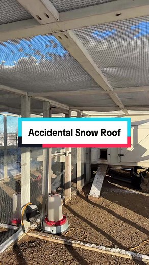Chickens in the Snow: A Unique Farm Experience