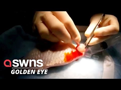 12-year-old goldfish saved after tumour removed from ITS EYE | SWNS