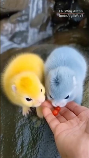 Bubu and bubi #animals #fantasy #Altouch