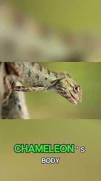 Terrifying Facts About Chameleons – The Strangest Reptiles on Earth #wildlife #facts