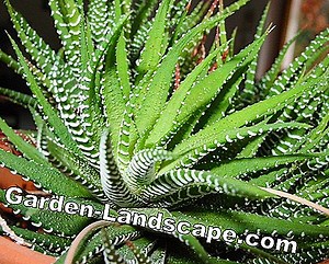 Augalai: Sukulentai - rūšys, priežiūra ir dauginimas | 2025