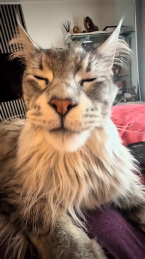 4 Weirdest Cats on Earth #facts #animals #wildlife