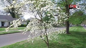 You've seen the Paducah Dogwood Trail, but probably not from this angle! Sky 6 brought us these aerial views of the trail ahead of the 55th annual Dogwood Trail Celebration that begins Sunday! Tune in Sunday night at 10 for more of the trail through the lens of Sky 6! | WPSD-TV