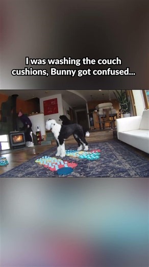 Maybe hitting the Couch button one more time will make the cushions re-appear! #talkingdog