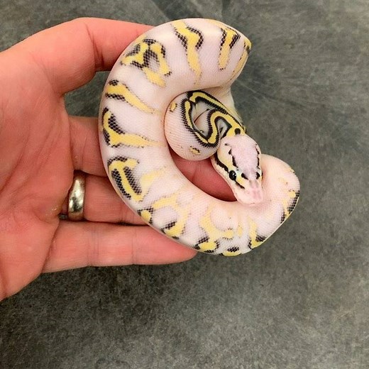 6.7K views · 449 reactions | Super Pastel Super Gravel Het Clown!  #justjkrthings • • • • • #ballpython #royalpython #ballpythons #ballpythonsofinstagram #pythonregius #snakesofinstagram #snakes #pythons #ballpythonmorphs #ballpythonbreeder #python #snake #pythonsofinstagram #snakesofig #ballpythonmorph #ballpythonsofig #reptiles #reptile #reptilesofinstagram #exoticpets | Kinova | Facebook