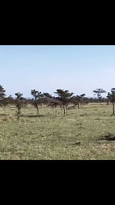 Leopard vs Zebra 🐆🦓 #viralvideoシ #viralshorts #wildlife #facebookviral #reelsvideoシ #wildlifeplanet #fypシ゚viralシ #instagram | Äb Hâ M Îđ