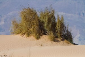 Haloxylon persicum - Alchetron, The Free Social Encyclopedia