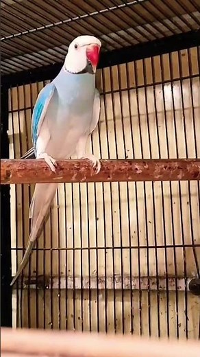Teaching My Parrot to Talk With His Hands