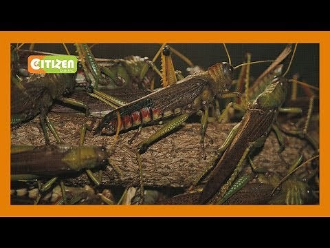 Desert locust swarms invade Kitui County
