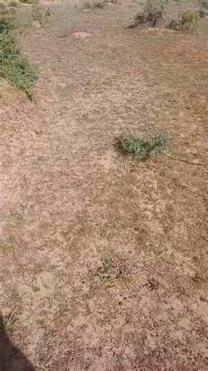 WE FOUND THEM! 🏜️ Bizarre Creatures Hidden in the Sahara Desert (Mind-Blowing Insect Discovery