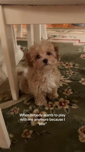 Understanding Puppy Behavior: Why Socialization Matters