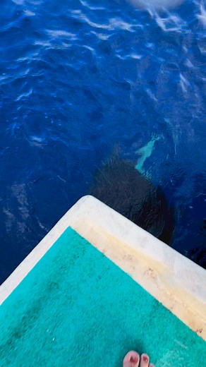 With their ampullae of lorenzini, sharks tend to be more interested in objects that give off an electrical current. We often see the tiger sharks focusing their attention on the engines of the boat or even metal objects like the ladder. Here is my attempt to push this spicy tiger shark named Kalihi away from Andriana Marie boat as she sprays us with ocean water. Love andys sound effects 🦈💦😂 #tigershark #savesharks #sharkdiving #sharkdiver #sharks | Kayleigh Nicole Grant