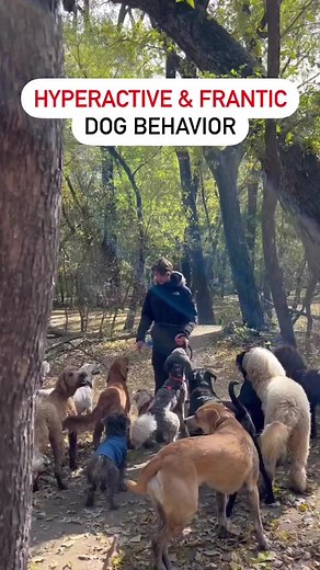 Frantic and hyperactive dog correction. 22 off leash dogs with pack leader. Obedience training. #dogpsychology #dogtraining #dogtrainingtips #dogobedience #doglovers #dogpack