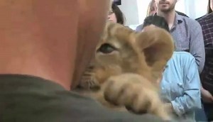 13K views · 472 reactions | Baby lion kisses | Animals Of Africa | Facebook