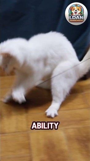 Cats Have Built-In Acrobatics