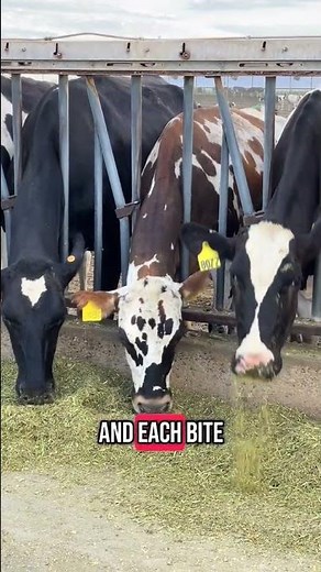 What Do Dairy Cows Eat? (Hint: It’s Fancier Than You Think!)