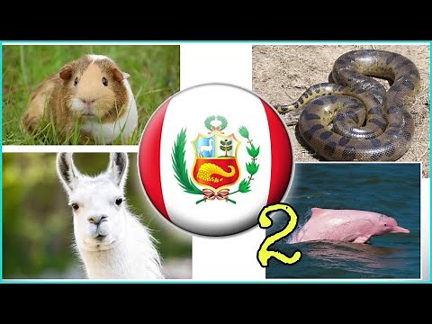 20 animales nativos más comunes del Perú | Segunda Parte