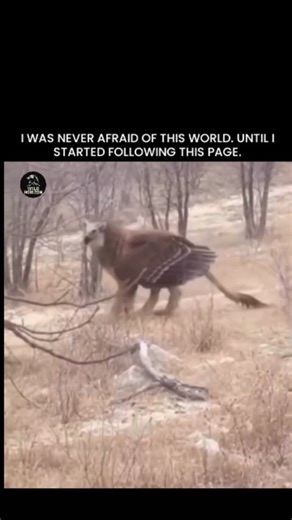 GLOBAL Explained on Instagram: "The Griffin a majestic fusion of lion and eagle — has haunted human imagination since the dawn of recorded history. Ancient depictions trace back to Mesopotamia, Persia, and Greece, where it was said to guard gold and sacred treasures in the mountains of Scythia. The Greeks described them as fierce, intelligent beasts — kings of land and sky their existence recorded in both myth and travel accounts. But what if the Griffin was not just a symbol? Fossilized remains