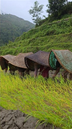 Heavy Rain in Nepal Traditional Paddy Farming with Ancient Organic Rain Cape Syagu #heavyrain #viral