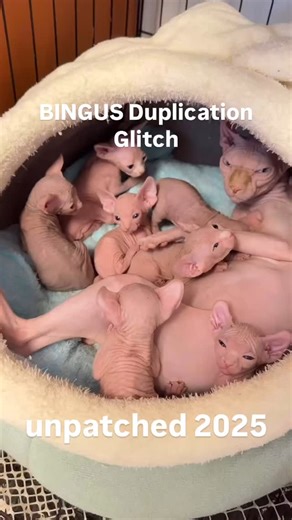 Bingus B. | What do we call baby bingus’s? #bingus | Instagram