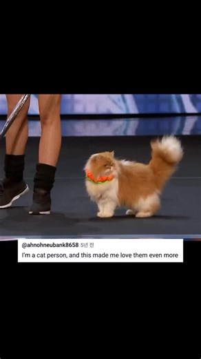 Meownk | Never knew cats could be trained this good 🫣 . . . . This is a clip from an episode of America's Got Talent which displays a mesmerizing... | Instagram