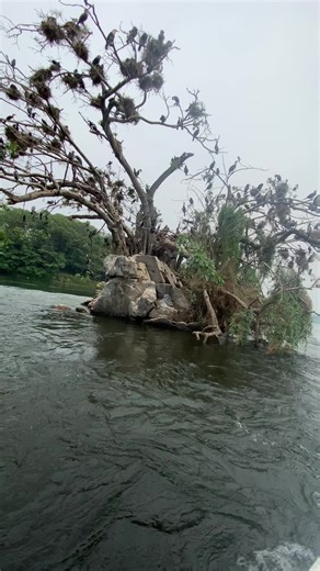 Source of river Nile. #sourceofrivernile