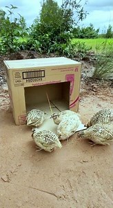 Primitive Unique and Useful Creative Quail Trapping Techniques #shortvideo #youtube #animals