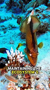 The titan triggerfish, a master of underwater demolition, uses its strong, beak-like jaws to crush coral and shells with ease. The sharp crunch resonates through the water, creating a unique reef soundscape. By breaking down coral into sand, it plays a vital role in shaping the ecosystem. Beware, though ☝🏻 this stunning fish is fiercely territorial during nesting season! ‼️⚠️ #TitanTriggerfish #UnderwaterSounds #CoralCruncher #MarineEcosystem #ReefLife #OceanWildlife #MarineBiology #UnderwaterW