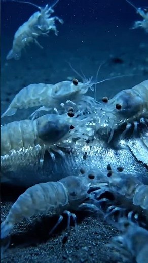 Unprecedented Amphipod Swarm at 7,000m in Japan Trench | Deep-Sea Bait Discovery