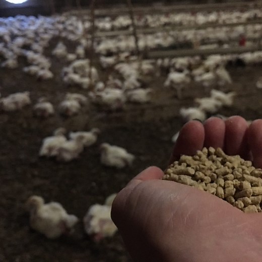 What Do Broiler Chickens Actually Eat?