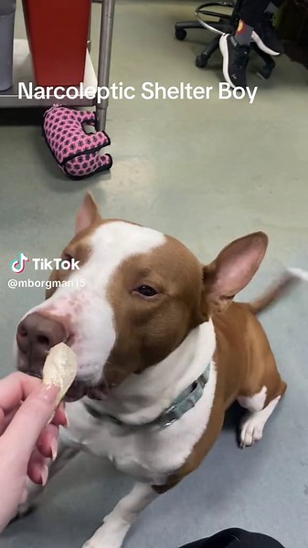 Wally the Narcoleptic Shelter Dog #narcolepsy #narcolepticdog #adoptdontshop #shelterdog #fyp @TOAST, THE NARCOLEPTIC DOG