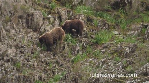 A rare and intense battle unfolds deep in the wilderness as a wild boar fearlessly charges at a brown bear! Watch nature’s raw power and instinct clash in this once-in-a-lifetime wildlife moment. #WildBoar #BrownBear #NatureBattle | Ellen Roman