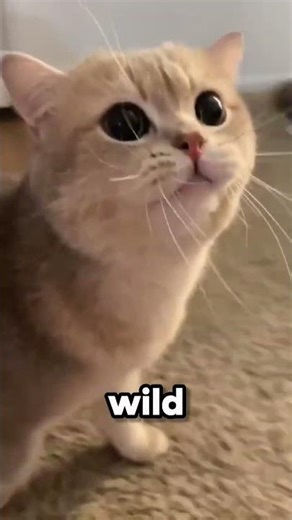 Why Your Cat Stays Awake at Night 👀🐾