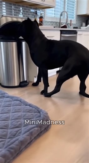 404K views · 6.2K reactions | Rottweiler VS Chihuahua 藍藍 #funnyreelsvideo #puppylove #funnyvideos #funnymemes #cat #funnymoments #funnyvideos #viralpost2025シ | Mini Madness | Facebook