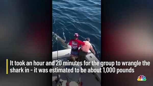 Great White Shark Caught Off Fort Lauderdale Coast | NBC 6