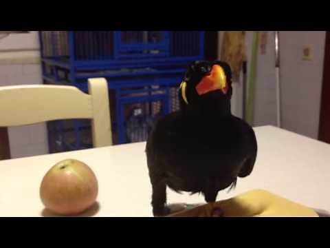 Merlo indiano parlante