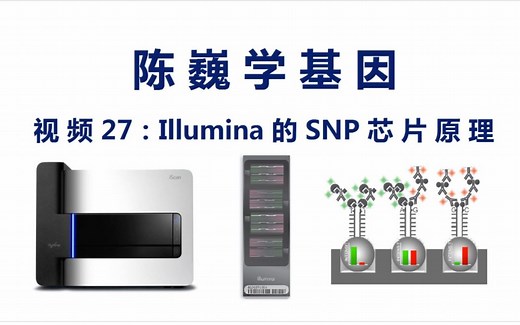 【陈巍学基因】视频27：Illumina的SNP芯片原理