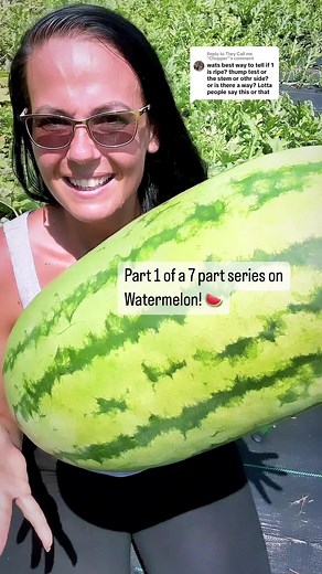 Harvesting Watermelons: Tips for Knowing When They're Ripe