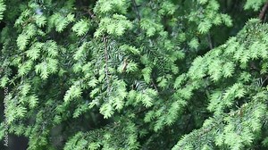 rain falling on hemlock tree needles foliage (trees in rain shower storm) wet leaves cones pine close up spring time new growth shoots tips on conifer