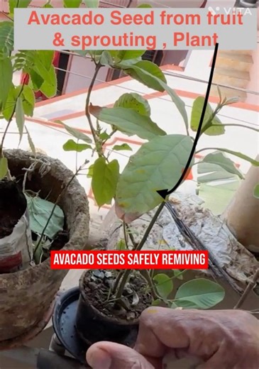 పండ్ల నుండి తీసిన అవకాడో విత్తనం & మొలకెత్తడం -Avacado seed from fruit & sprouting#Avacado# అవకాడో