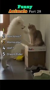 Ranked Funny animals part 28