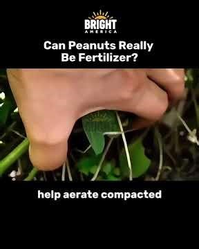 Can Peanuts Really Be Fertilizer?
