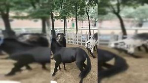 牙签搅大缸，小马拉大车！