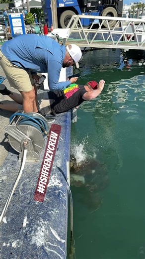 Watch the vacuum this giant grouper creates when grabbing the fish from my hand. #fishfrenzycrew