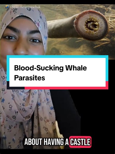 Whale parasites are just as cool as the whales themselves #whales #science #ocean #marinebiology #marinebiologist
