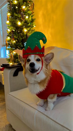 It came to life! We installed our Govee TV Backlights for the holiday and now movie night is on another level. It makes your viewing experience a little TOO real and obviously Hammy loves it! Check the link in our bio to snag a set for your TV. Merry Christmas! #christmas #relatable #govee #goveetvbacklight #doglife | Hammy & Olivia