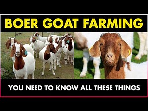 BOER GOAT | Boer Goat Farming