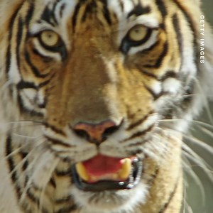 49K views · 397 reactions | Elephants are increasingly coming into conflict with humans in India, where they kill around 500 people a year. Conservation scientist and Rolex Awards Laureate Krithi Karanth works to help communities and wildlife coexist: https://cnn.it/3vPokHQ #CallToEarth #PerpetualPlanet | CNN | Facebook