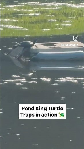 Curious to know how our turtle traps work? #pondking #turtletraps #traps