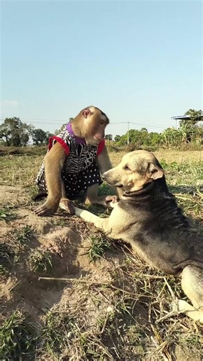 Mr. Monkey and Dog's Hilarious Fight: A Must-See!